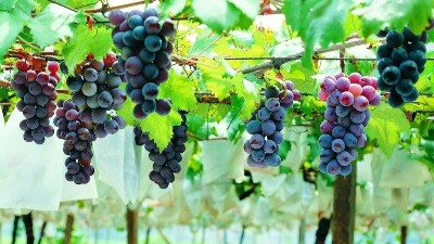 葡萄萌芽期容易出現(xiàn)的4個(gè)誤區(qū)，一定要避開(kāi)！