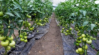 西紅柿膨果慢，萊昂水溶肥教你試試這些方法