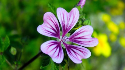 養(yǎng)花施肥3大禁忌，方法不對(duì)，花肥白費(fèi)!