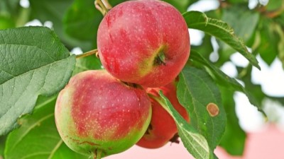 “花前補硼”，好處在哪里呢?