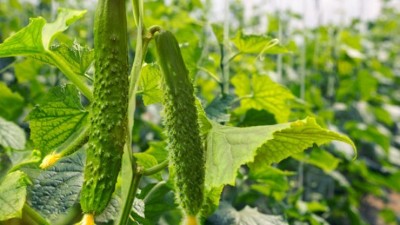 青枯、根腐、枯萎等多種土傳病害，試試這個(gè)，效果立竿見影。