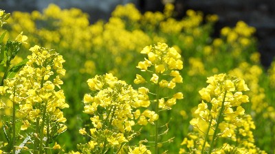 硼肥有哪些使用誤區(qū)，看看萊昂水溶肥怎么說(shuō)