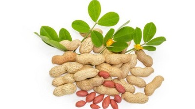 花生缺鈣的癥狀表現(xiàn)、發(fā)生原因以及解決方法