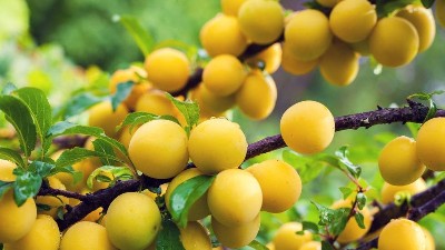 鈣對(duì)作物生長(zhǎng)的重要作用