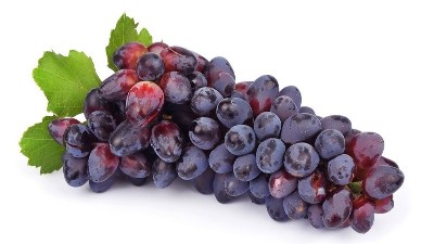 葡萄采后管理不上心?來(lái)年芽弱、花少、產(chǎn)量低。