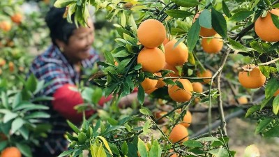 礦源黃腐酸鉀什么時候用最好，萊昂水溶肥告訴你
