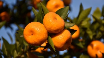 夏季柑桔管理要點(diǎn)有哪些？