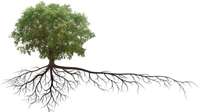 別讓“生根劑”變“死根劑”!知道這7點，才能真正養(yǎng)好根