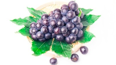 葡萄病害發(fā)生原因分析?你認(rèn)為對嗎?