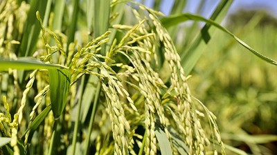 作物缺鋅有何癥狀？鋅肥對(duì)植物的作用？