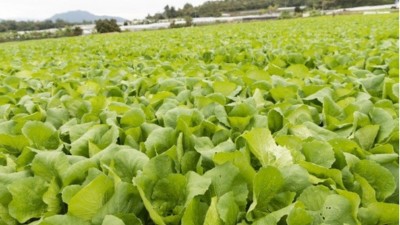 夏季蔬菜管理有技巧“七要點(diǎn)、三不要、三忌”