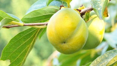 農(nóng)藥使用的十個(gè)誤區(qū)要避免