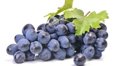 高溫對(duì)葡萄的傷害及防御對(duì)策