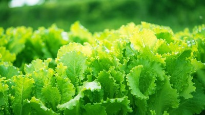 蔬菜定植后，前三水如何澆？萊昂水溶肥告訴交您。