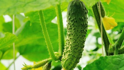 夏季種植黃瓜，這六點(diǎn)一定要知道！