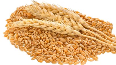 種小麥噴施三次硼肥，抗凍又增產(chǎn)