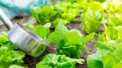 微生物菌肥為什么比有機(jī)肥要貴？到底值不值得用！