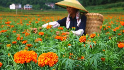 萬壽菊該如何施肥呢？萊昂水溶肥教給你