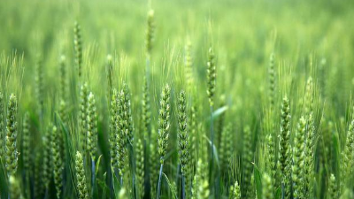 使用小麥除草劑，一定記住“8不要，2必須”!