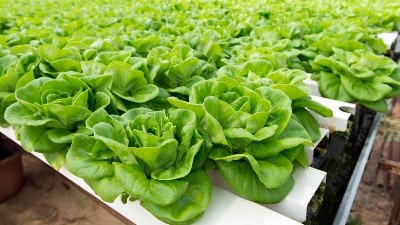 蔬菜種植病蟲(chóng)害綠色防控技術(shù)7要點(diǎn)