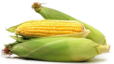 玉米澆水的最佳時(shí)間