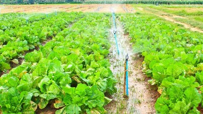平衡型大量元素水溶肥的優(yōu)勢(shì)及作用是什么?