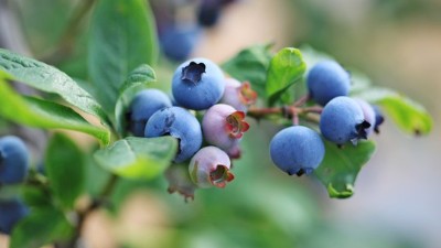 藍(lán)莓種植應(yīng)該注意哪些些因素呢？
