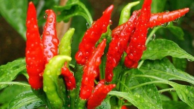 辣椒想要高產(chǎn)，合理施硼是關(guān)鍵。